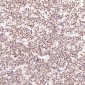 Anti-GATA3 Rabbit Monoclonal Antibody
